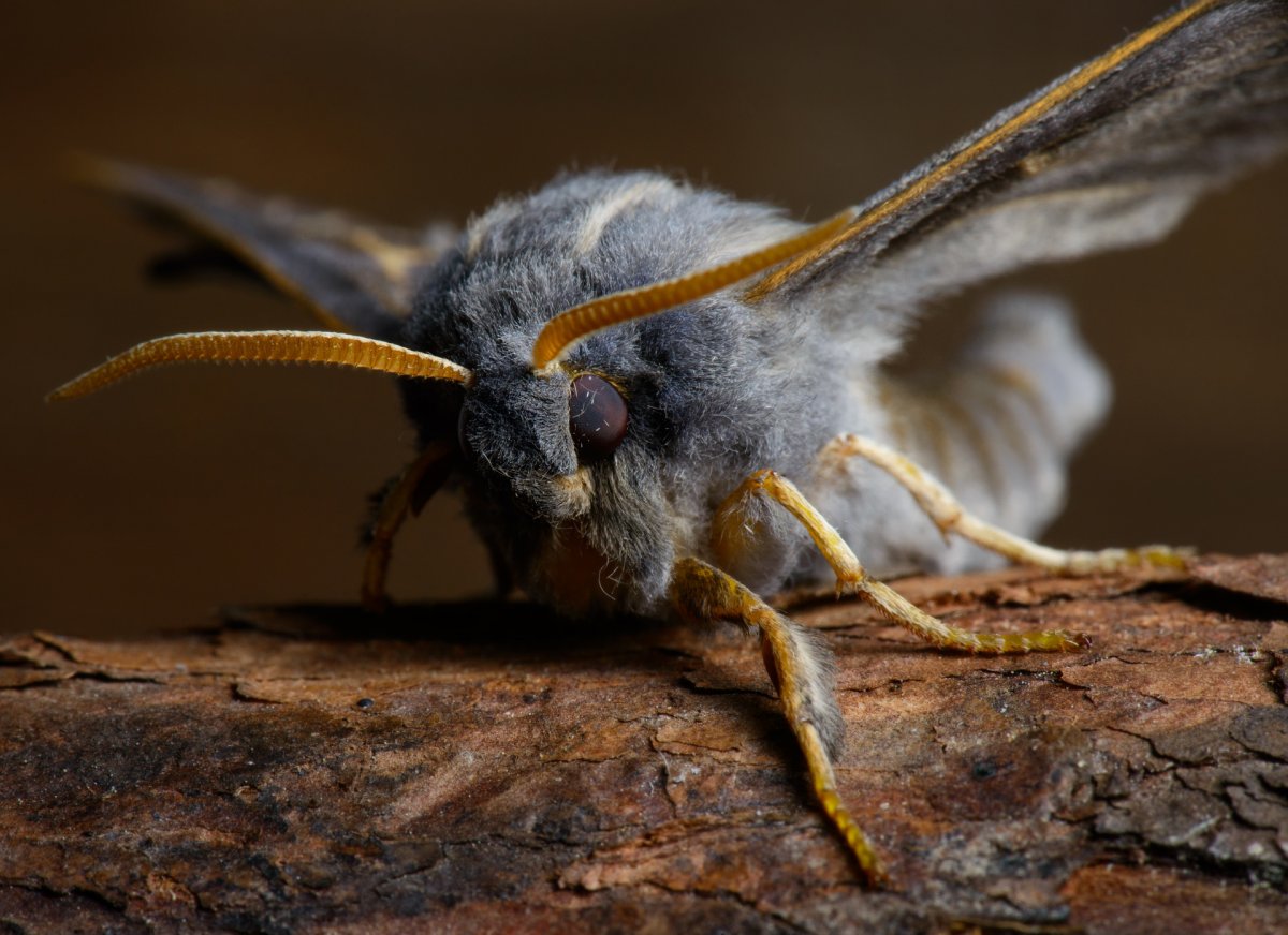 Венесуэльский пудельный мотылек