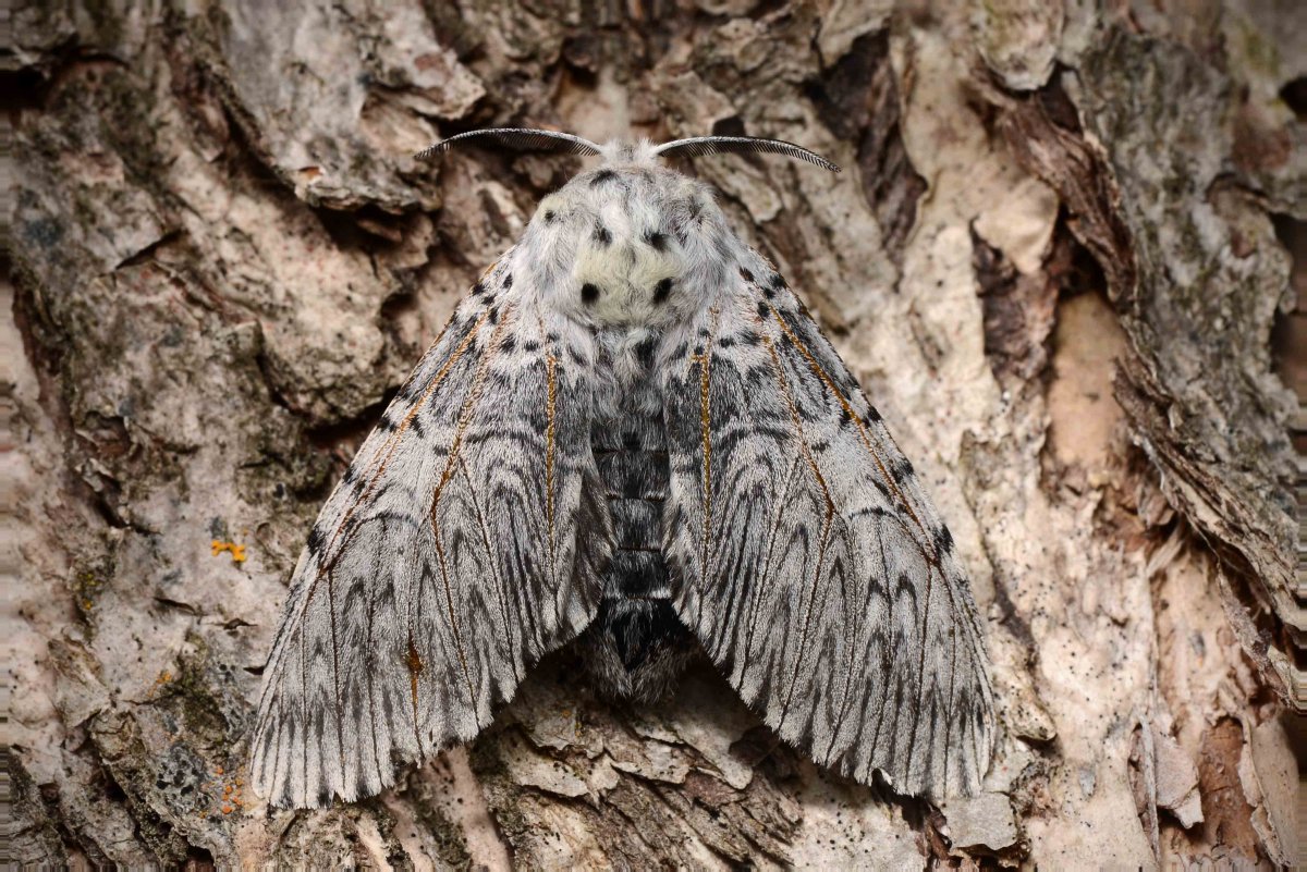 Гарпия шелкопряд бабочка