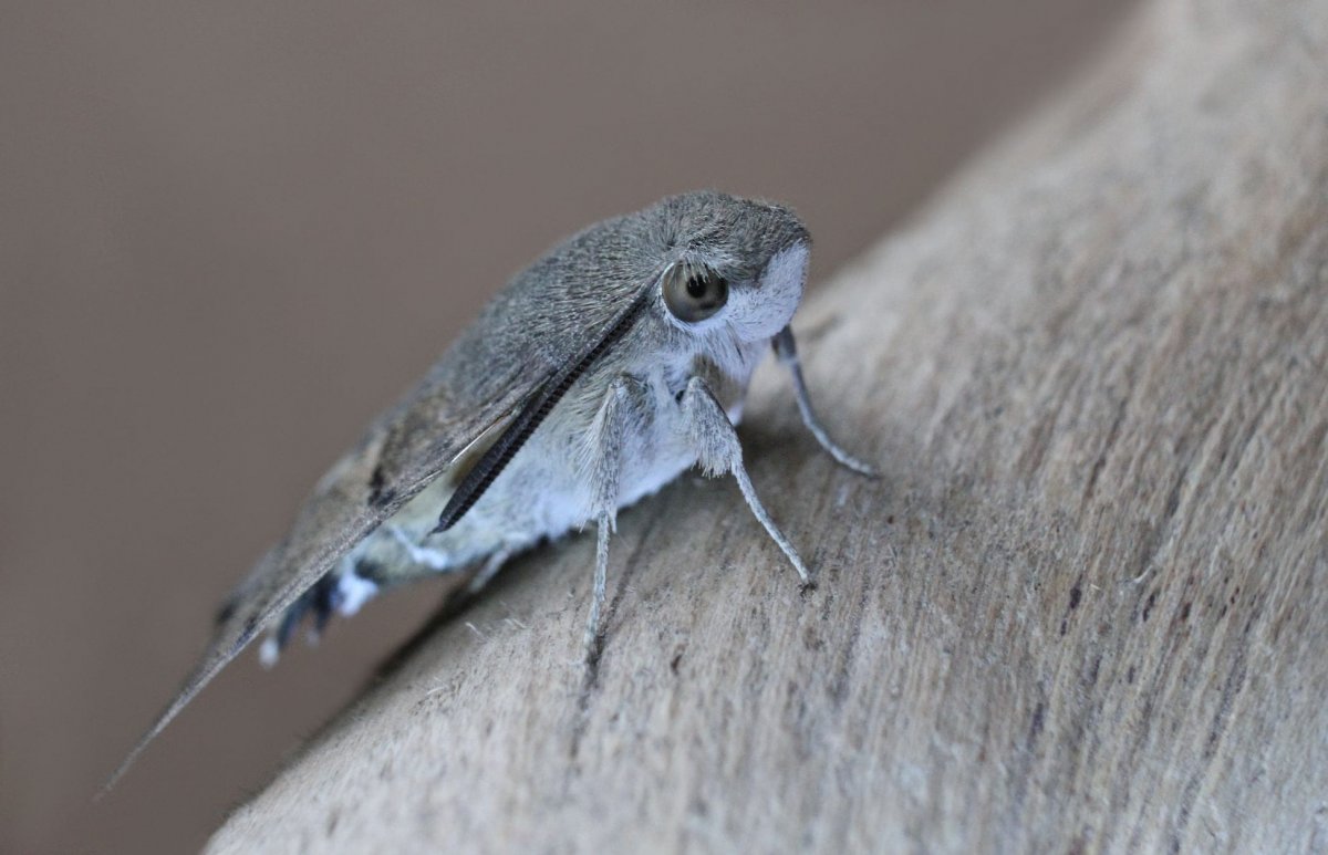 Тигровый мотылек