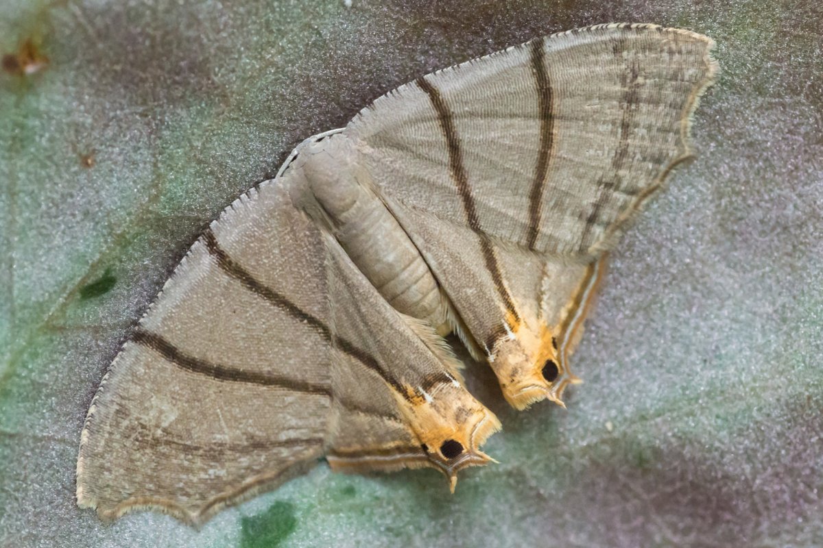 Живые организмы