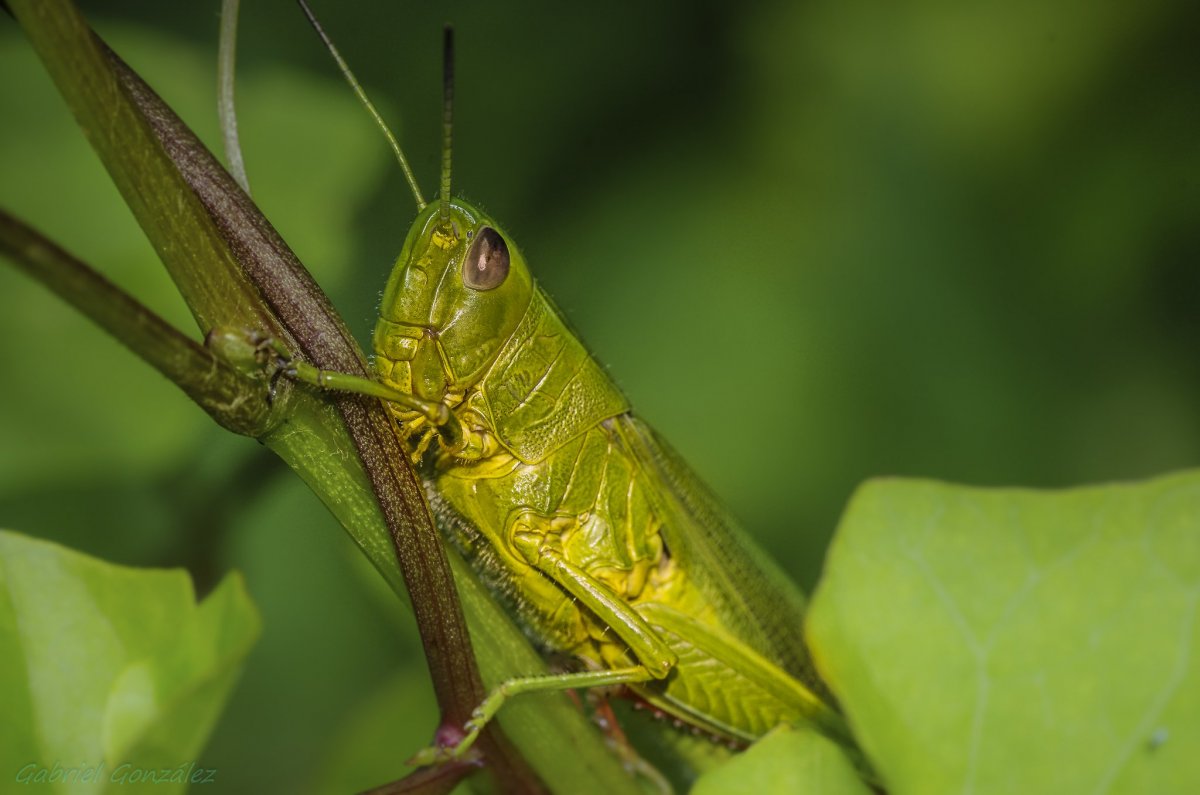 Зелёное насекомое похожее на кузнечика