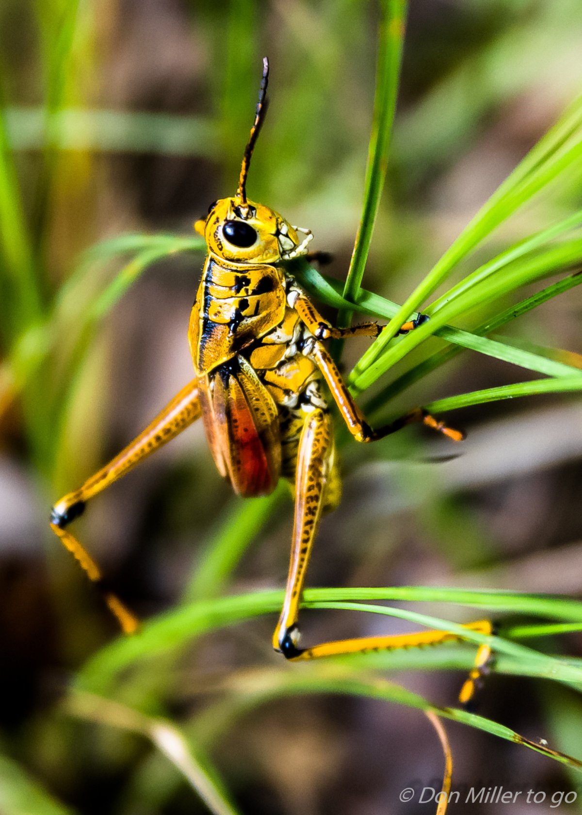 Саранча насекомое