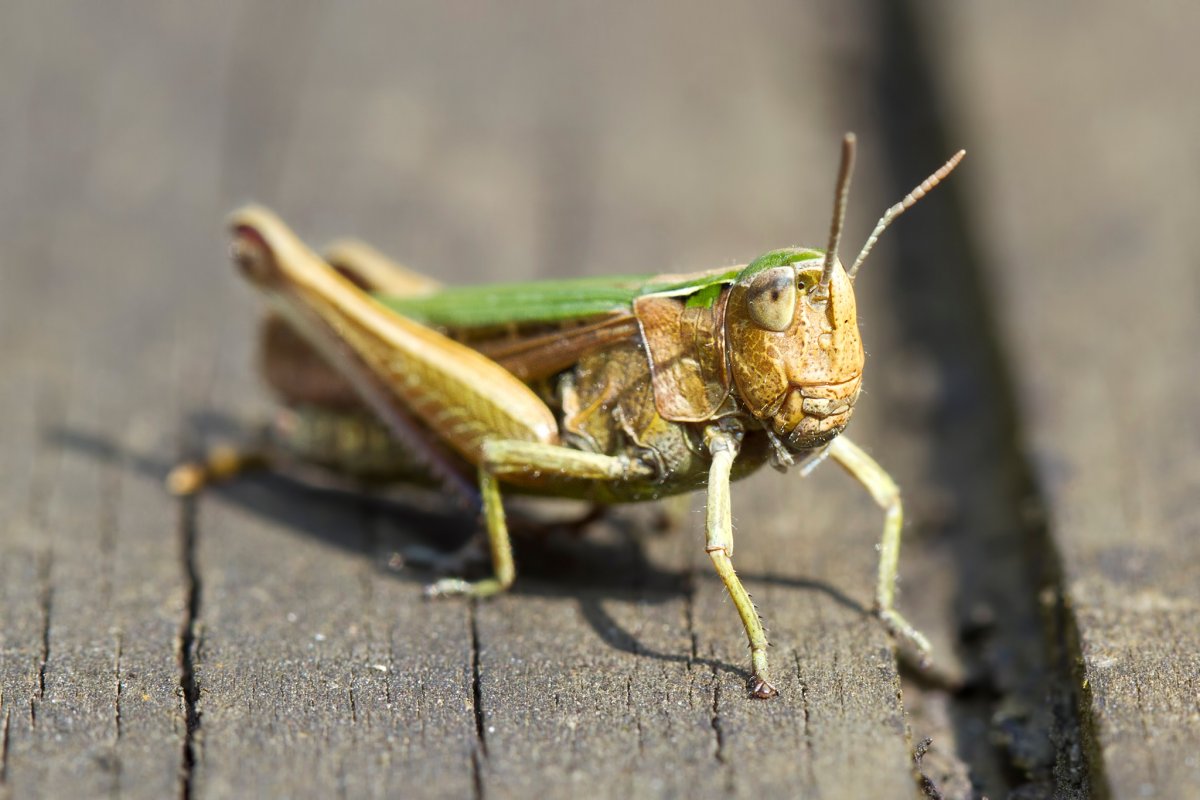 Кузнечик Лейххардта