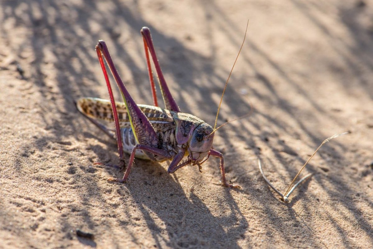 Детеныш кузнечика