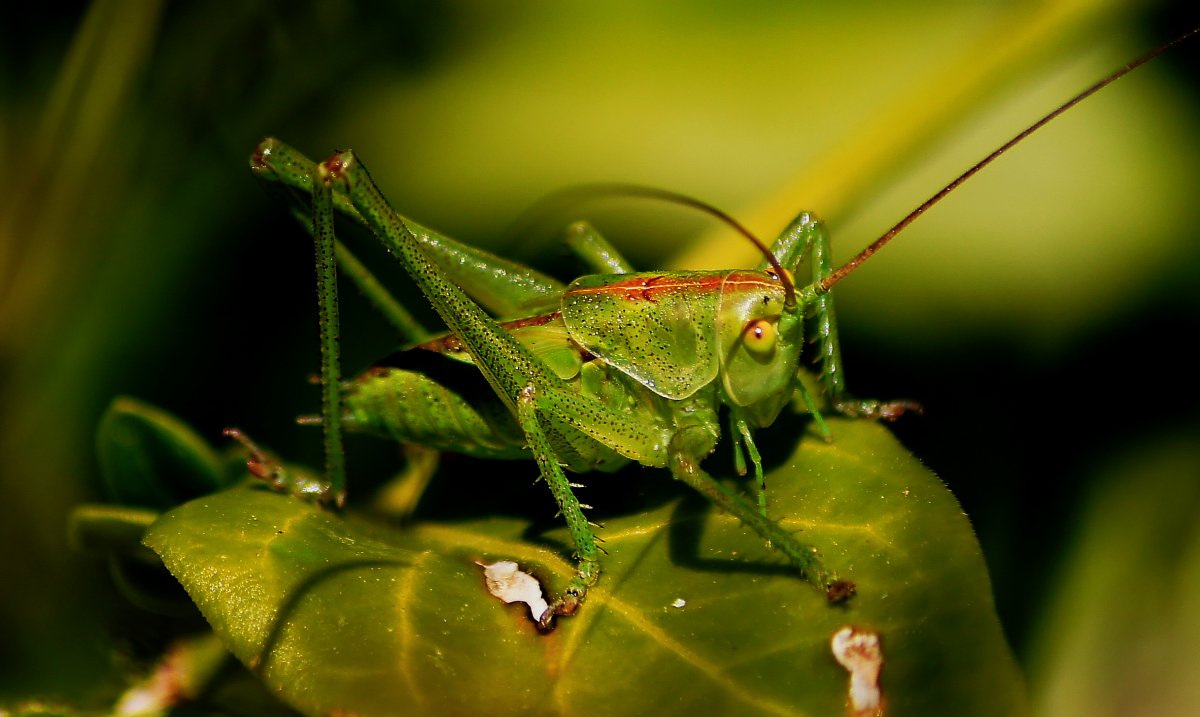Кузнечик Макросъемка
