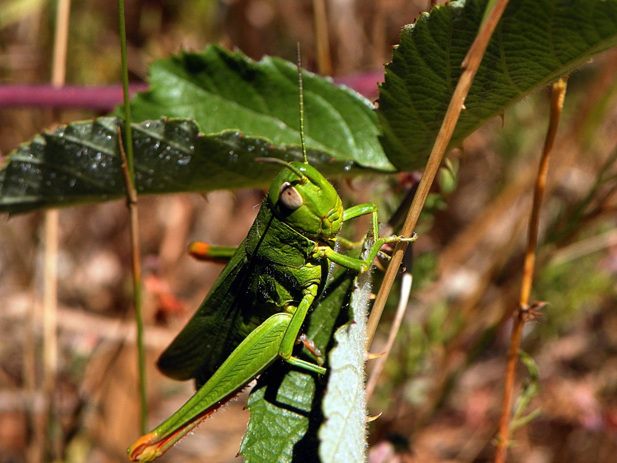Кузнечики и Стрекозы Прокофьев