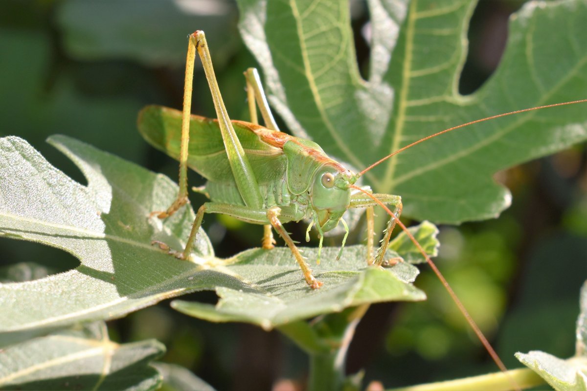 Насекомые Амурской области
