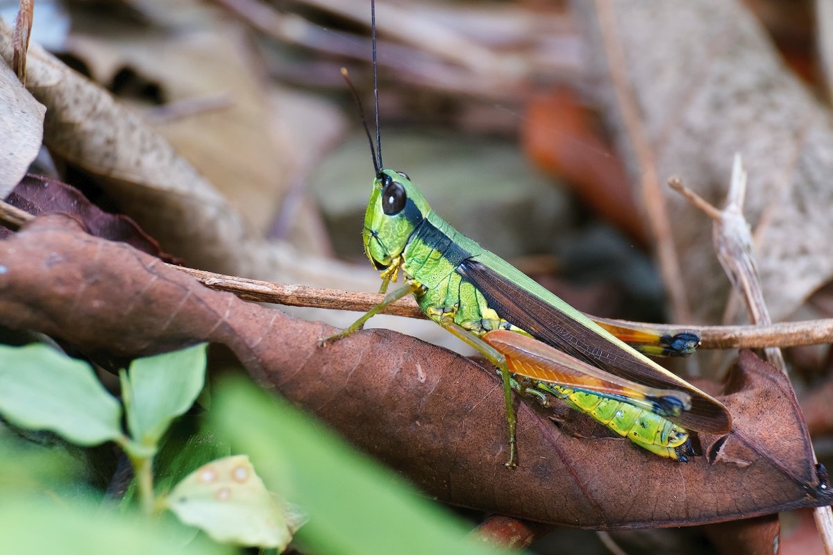 Богомол кузнечик Саранча