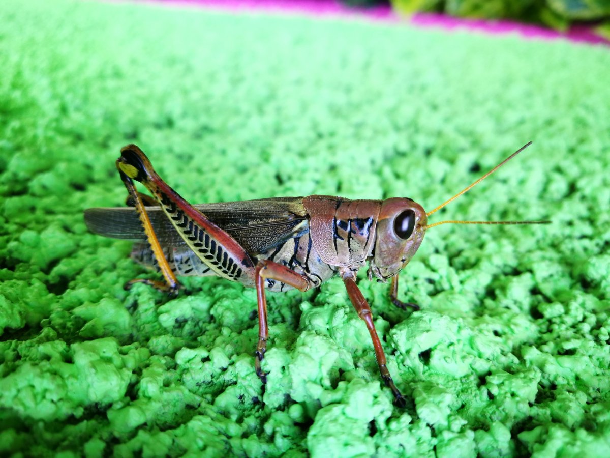 Саранча насекомое жвало