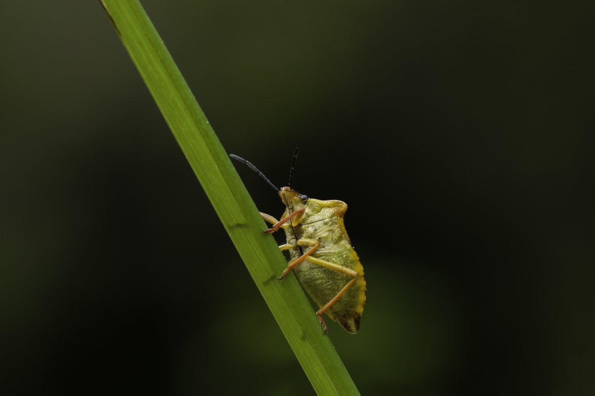 Насекомые картин клоп
