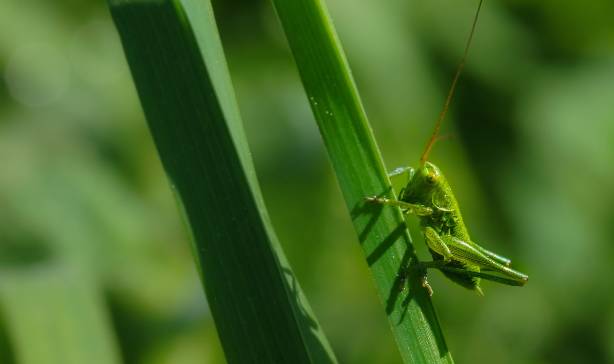 Маленький зеленый кузнечик