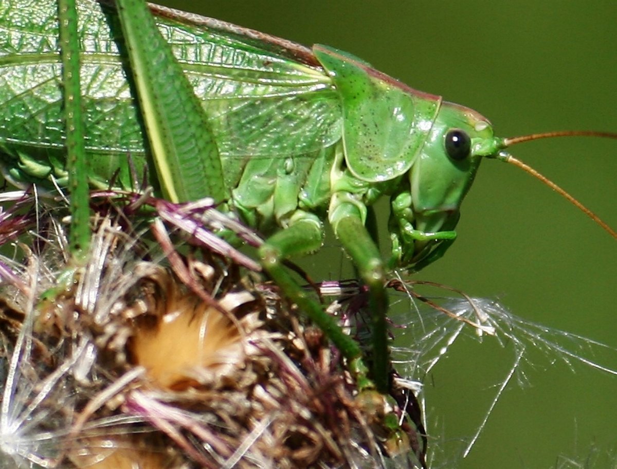 Кузнечиковые насекомые