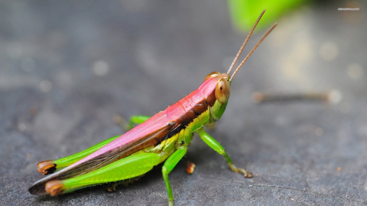 Прямокрылые насекомые кузнечик
