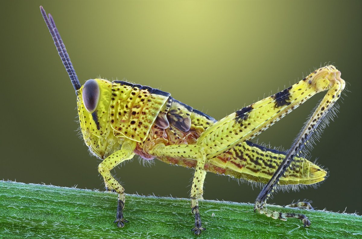 Удивительные насекомые