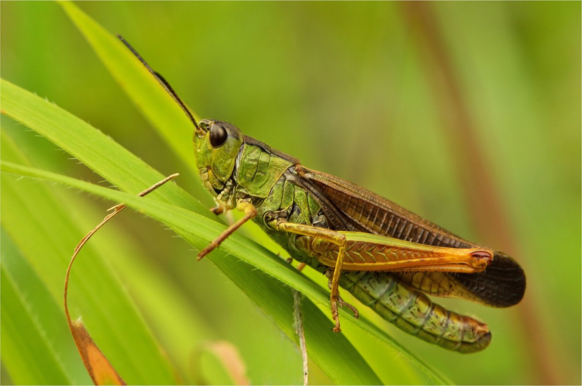 План про насекомых