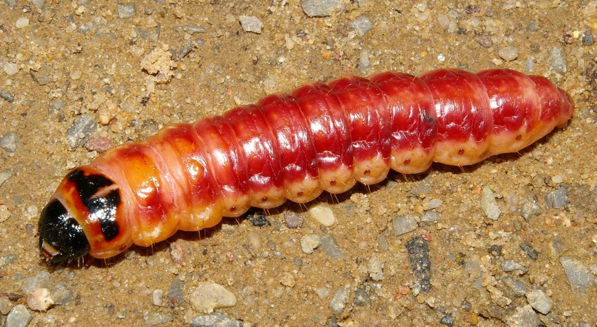 Древоточец пахучий Жук