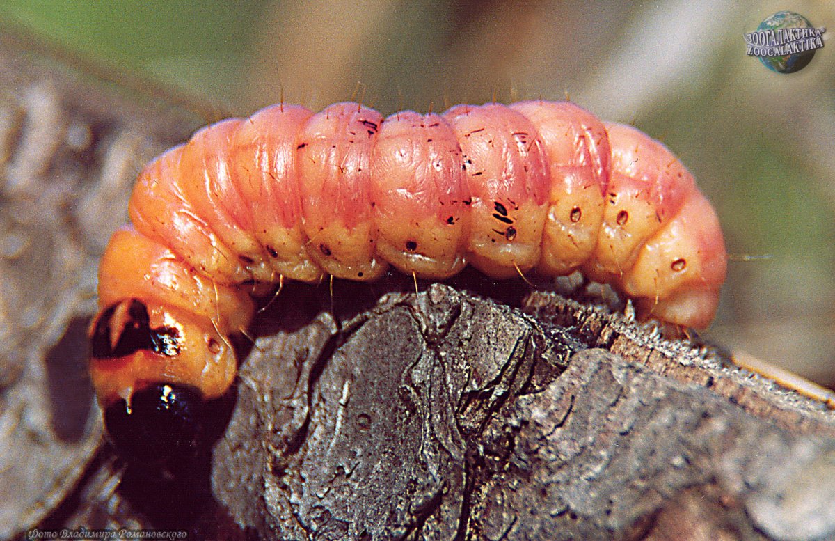 Ивовый древоточец гусеница