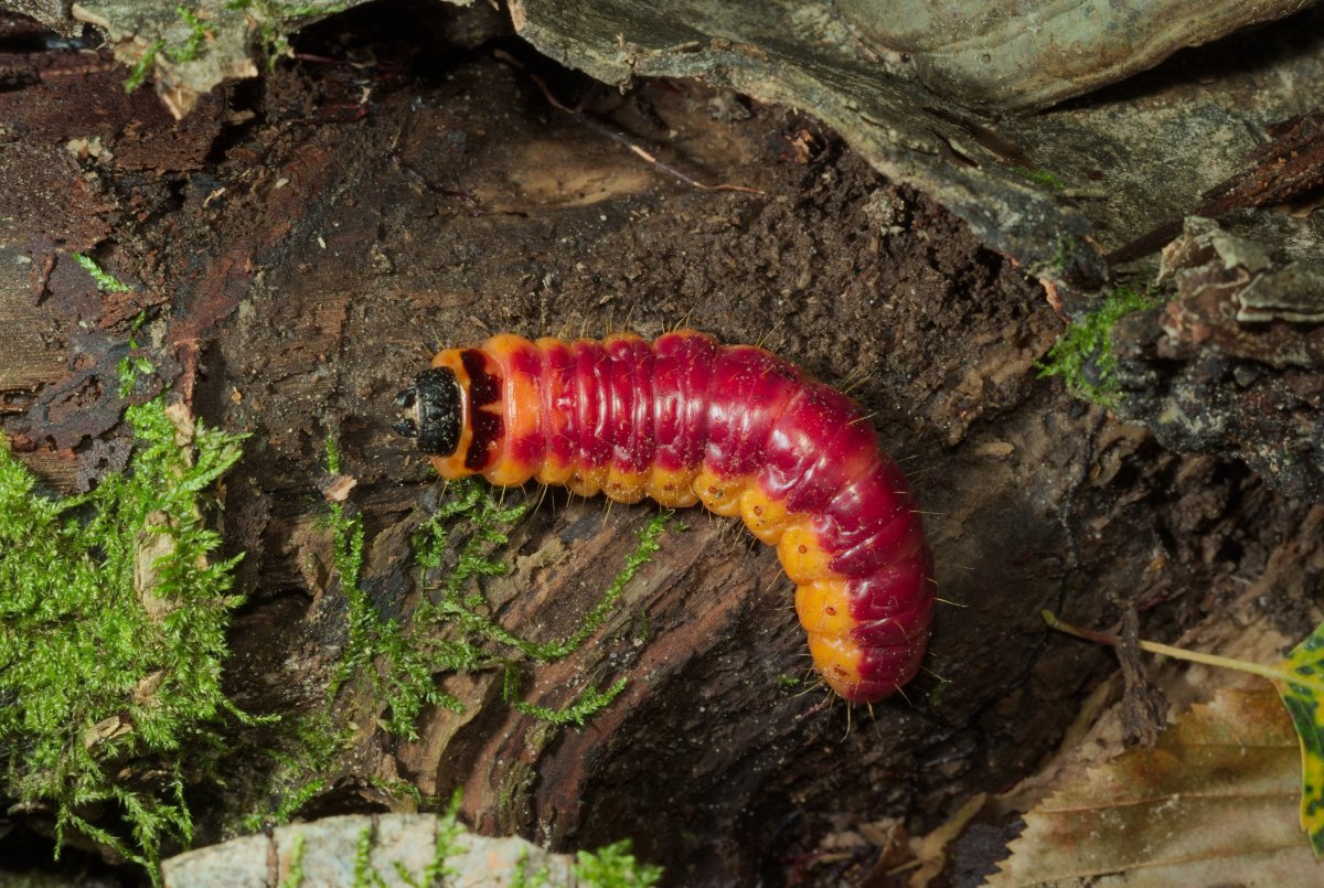 Гусеница жука древоточца