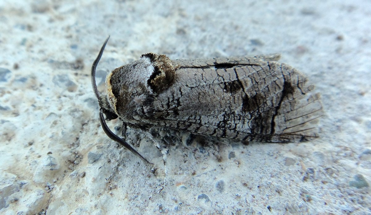 Жук усач древоточец