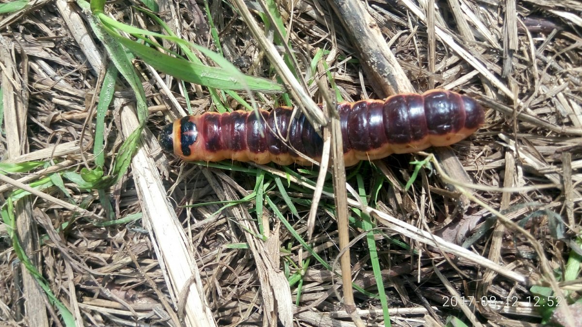 Личинка жука красотела