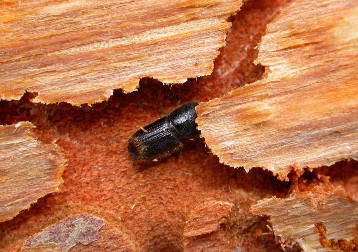 Бабочка Павлиноглазка цекропия