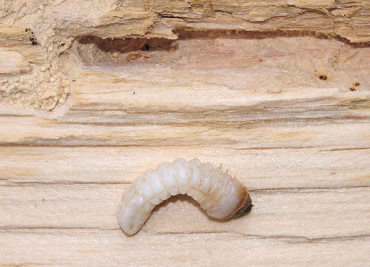 Древоточец пахучий повреждения