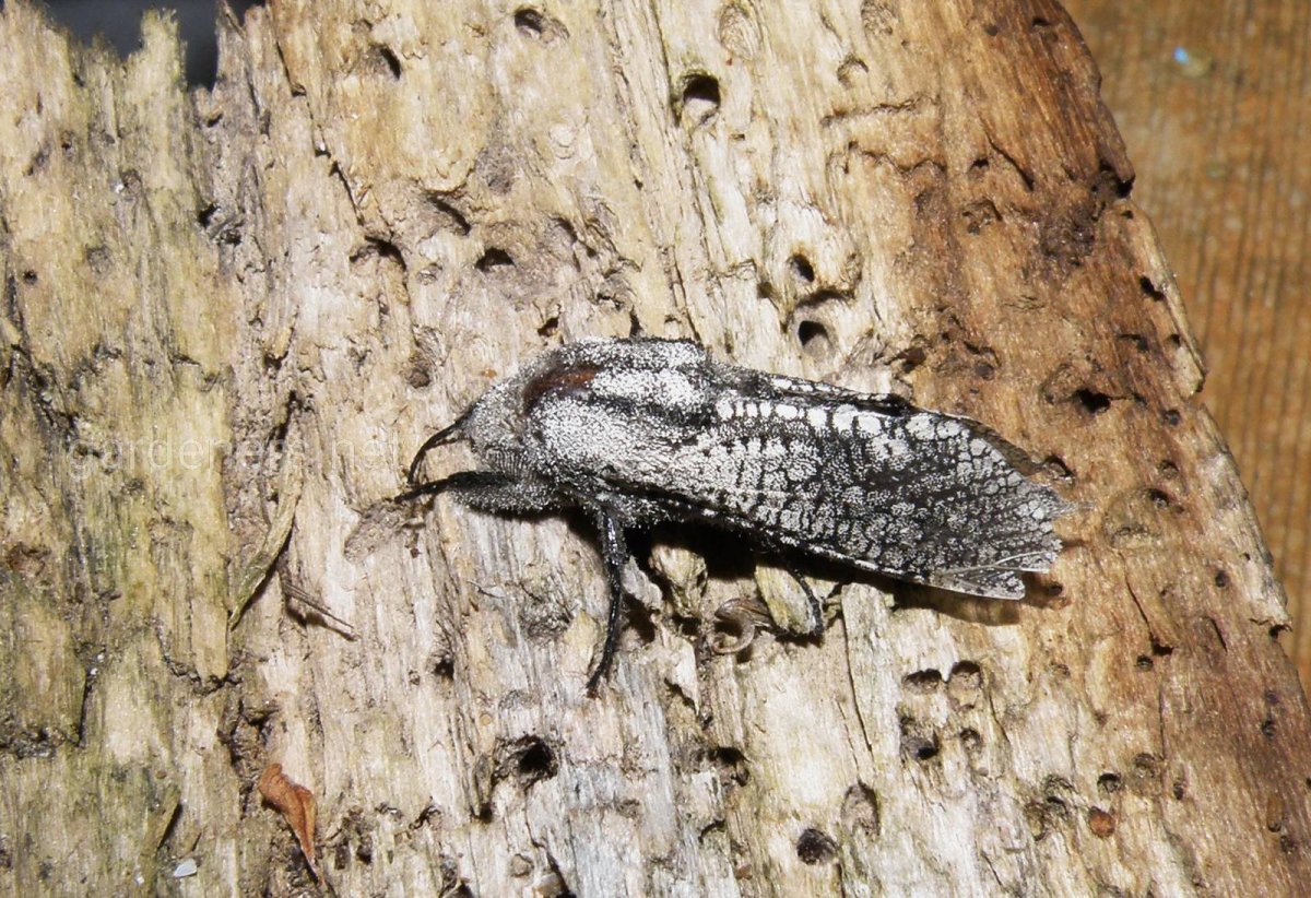 Муравей древоточец с крыльями