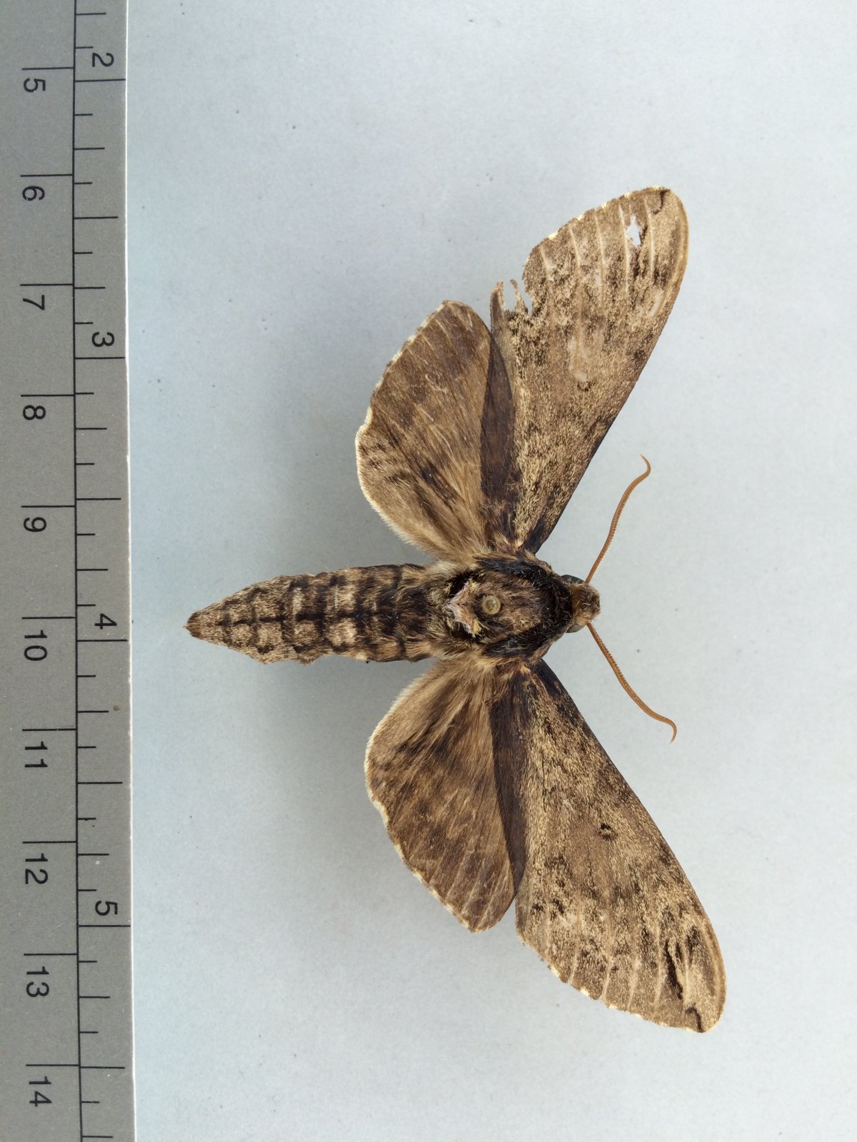 Жук короед Точильщик