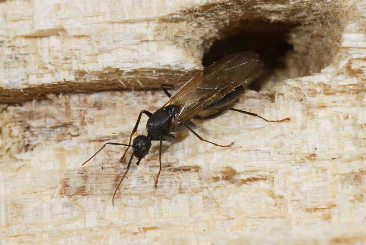 Шашель древоточец