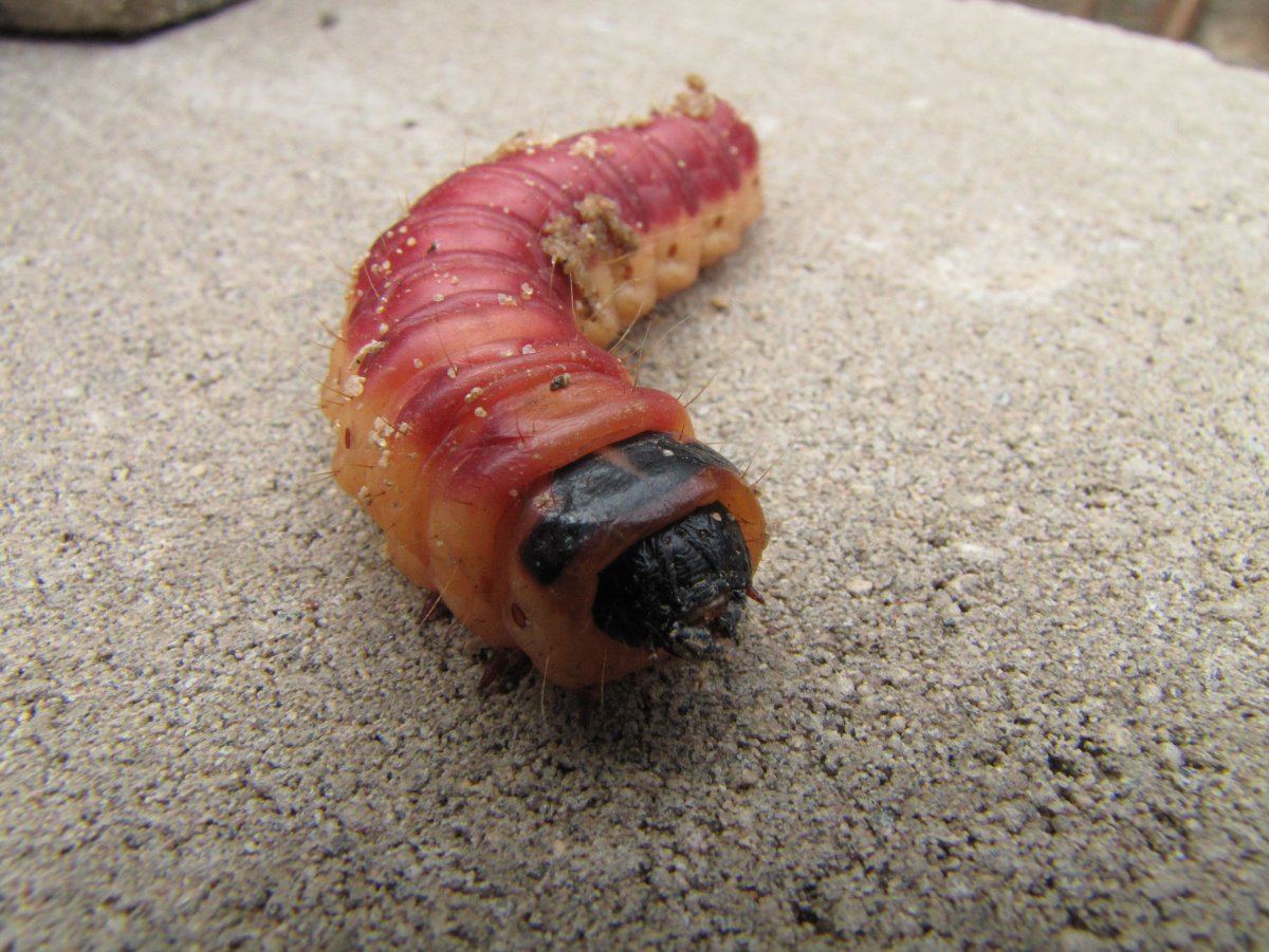 Гусеница жука древоточца