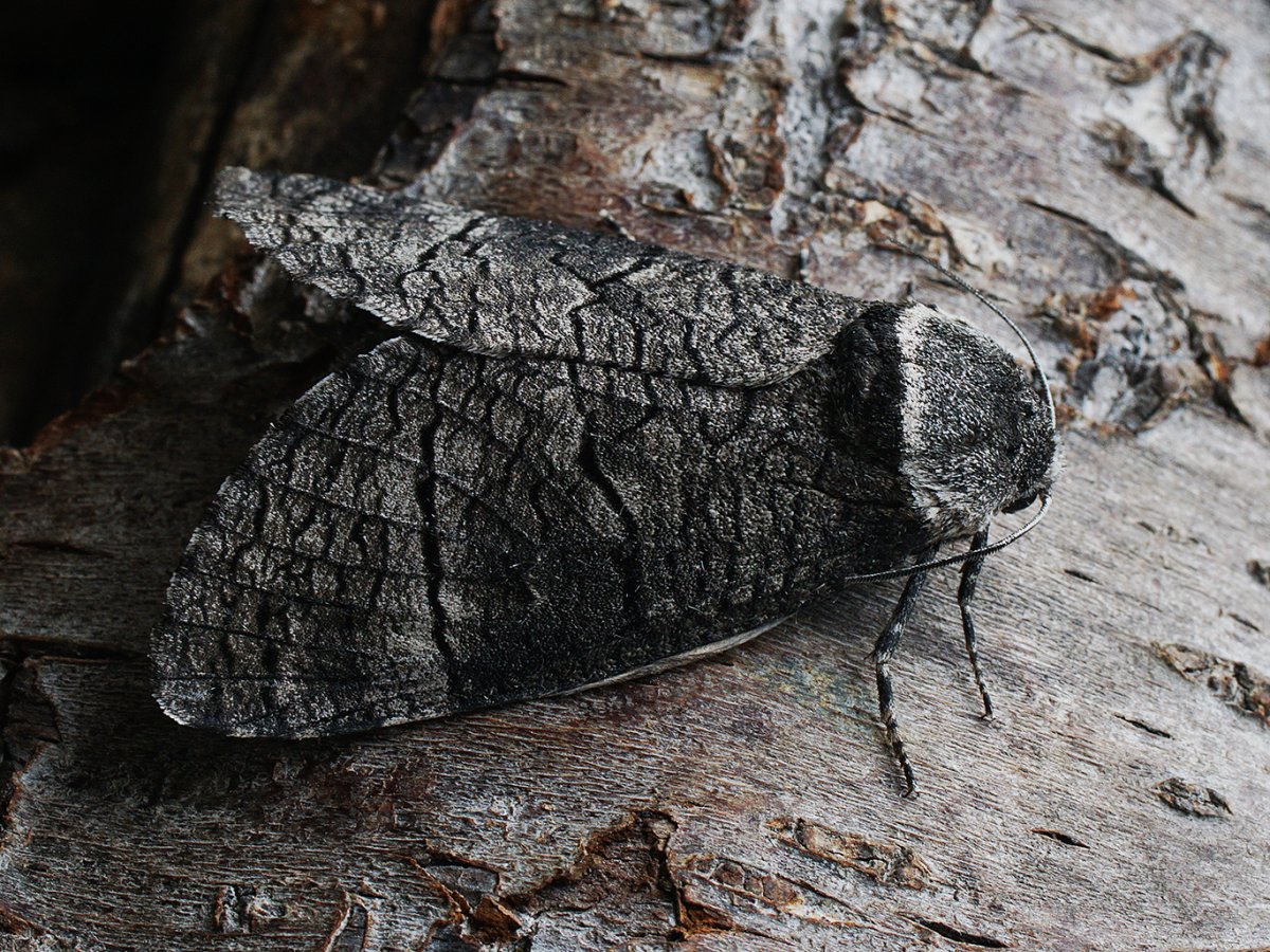 ЛОВУШКА для самцов Жуков древоточцев