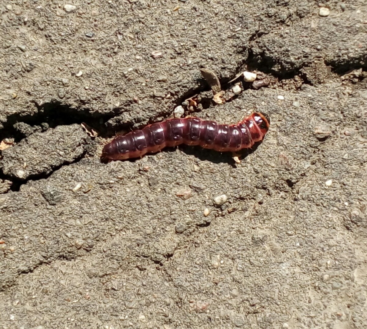 Большая красная гусеница древоточец