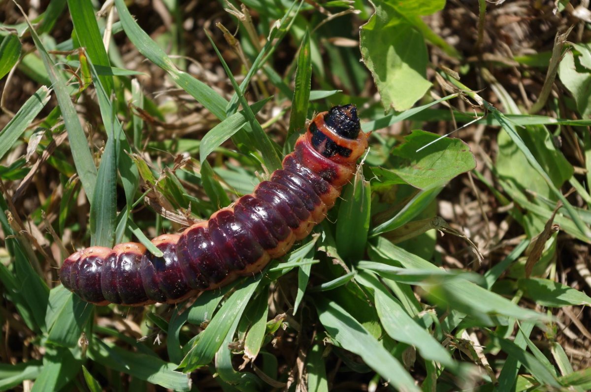 Зеленая гусеница древоточец