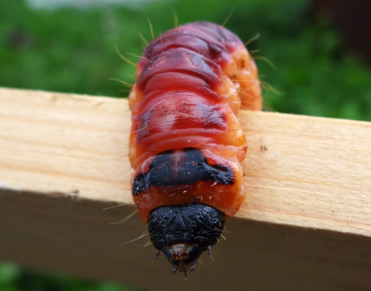 Древоточец ивовый бабочка