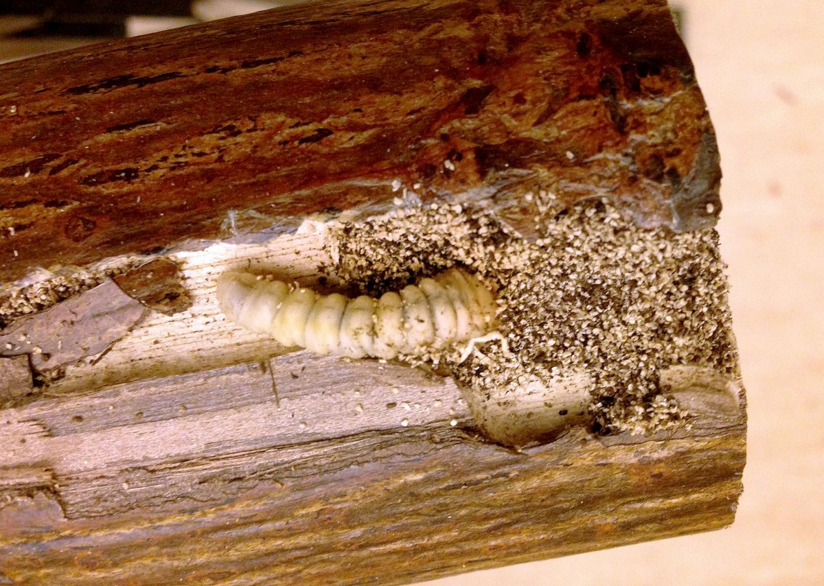 Древоточец пахучий гусеница