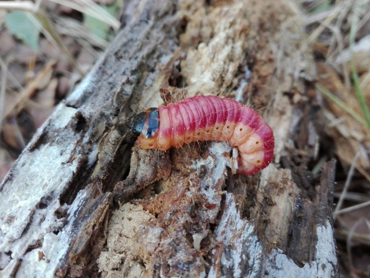 Древоточец пахучий личинка