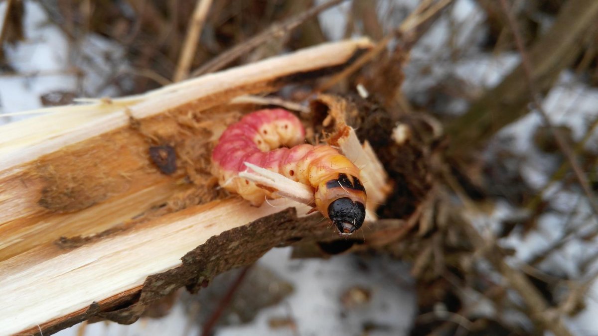 Хлебный Точильщик личинка