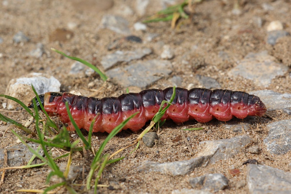 Жук короед Точильщик