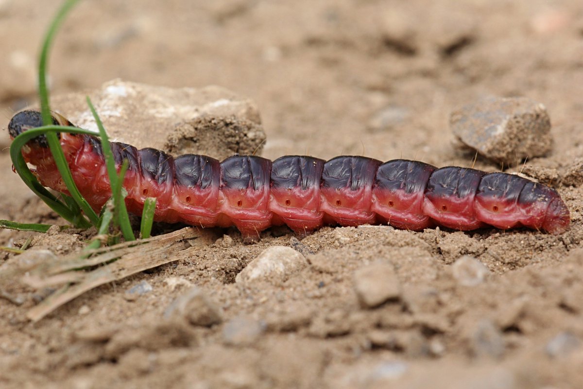 Зеленая гусеница древоточец