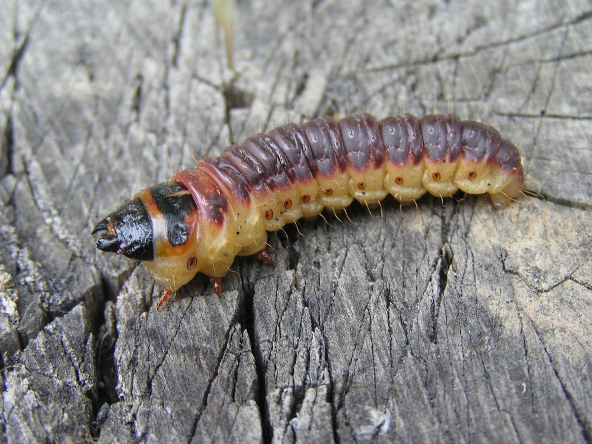 Ивовый древоточец гусеница