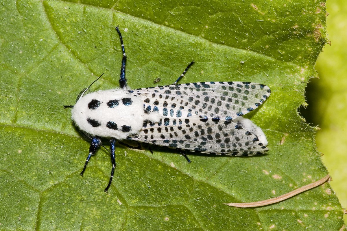 Короед Жук древоточец