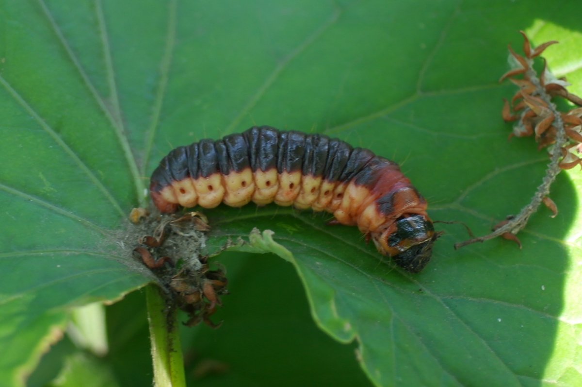 Древоточец пахучий кокон