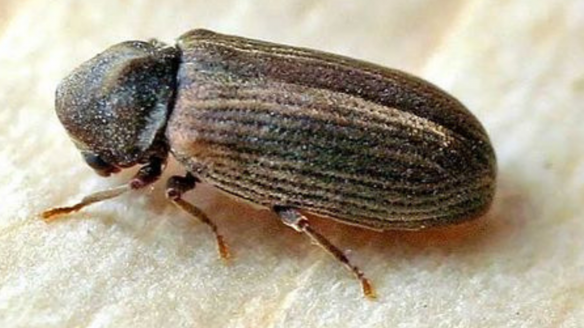 Жук древоточец в доме