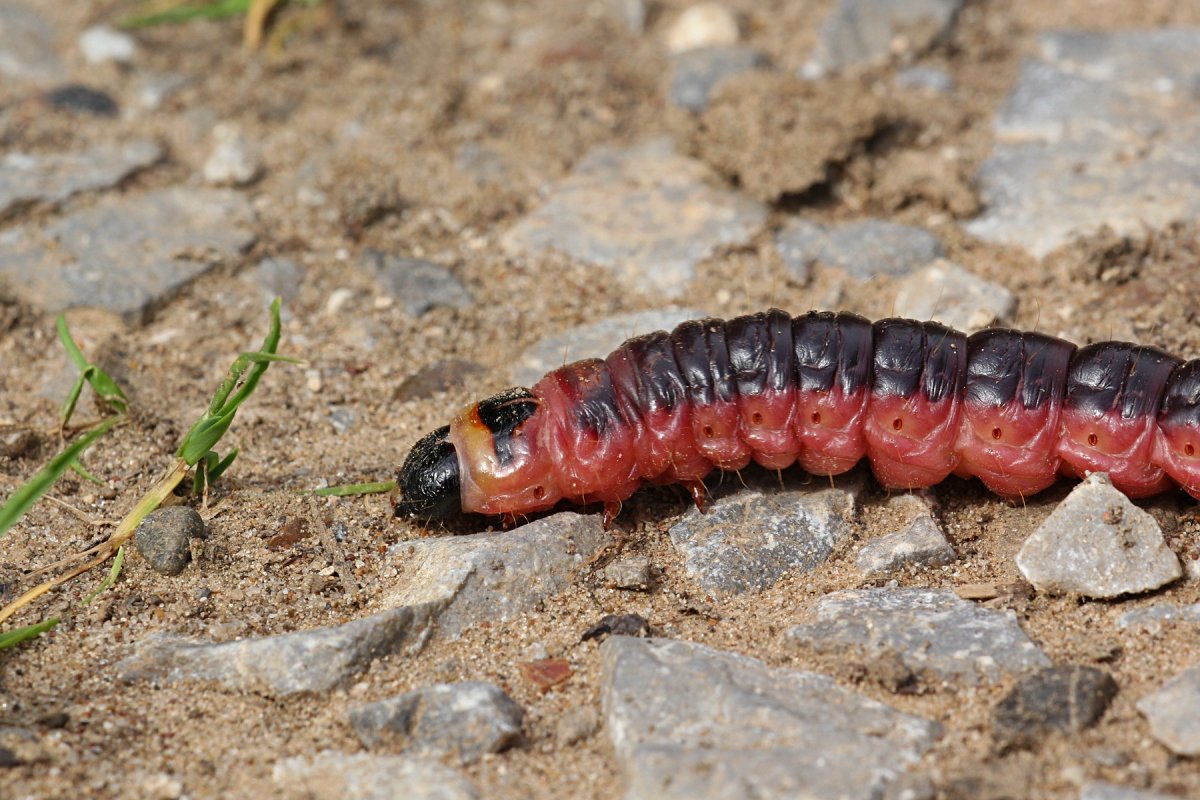 Гусеница бабочки древоточца