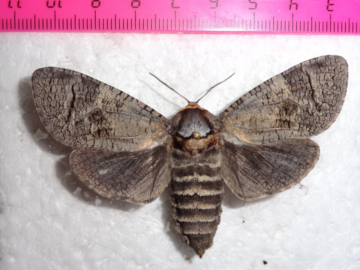 Гусеница жука древоточца