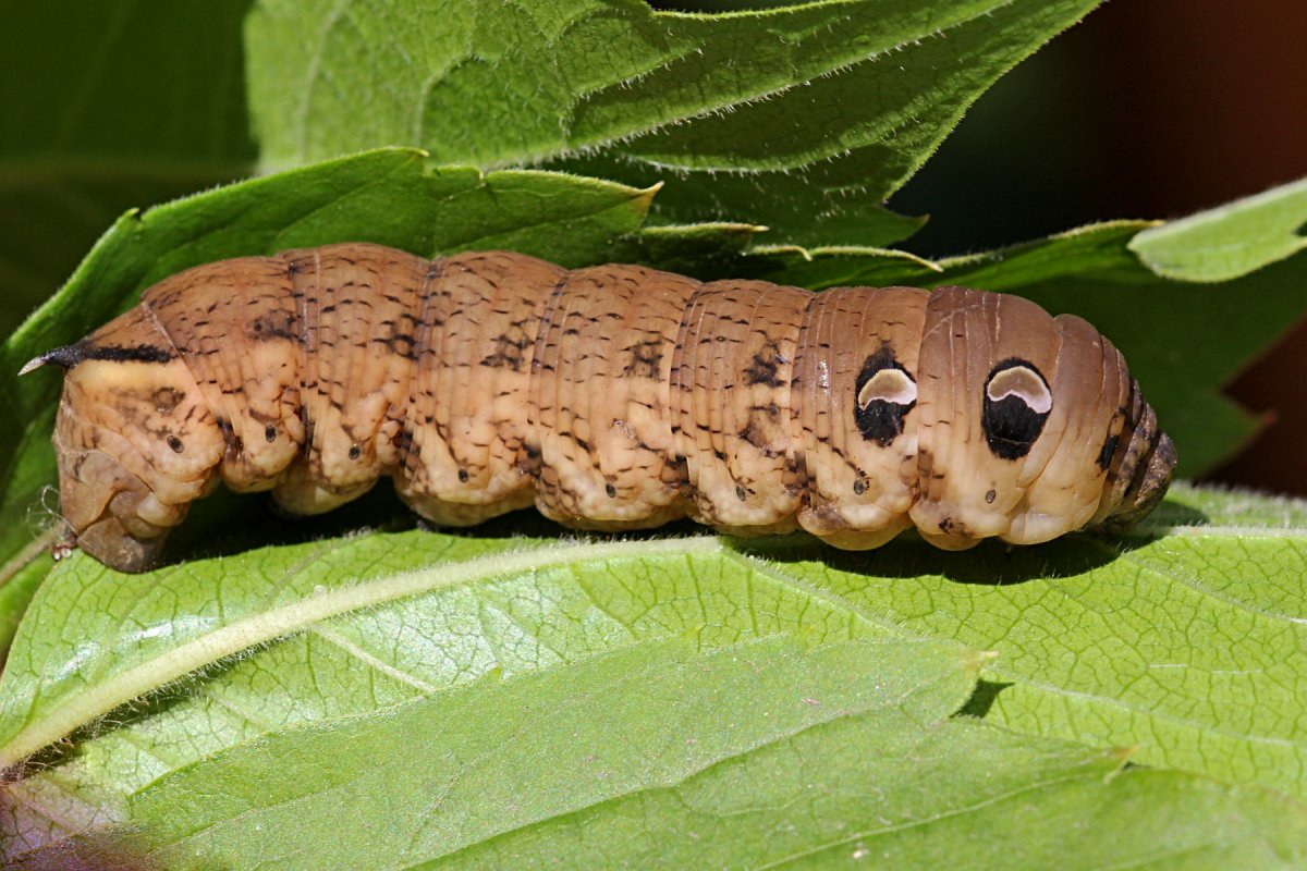 Древоточец пахучий гусеница
