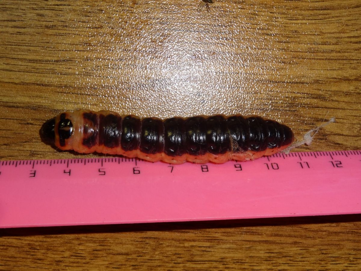 Жук черный Домовой дровосек