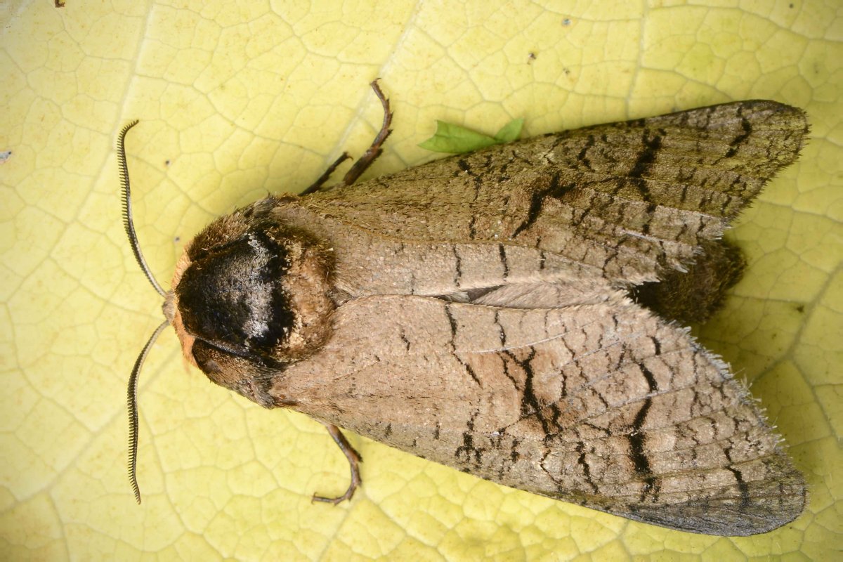 Древоточец пахучий кокон