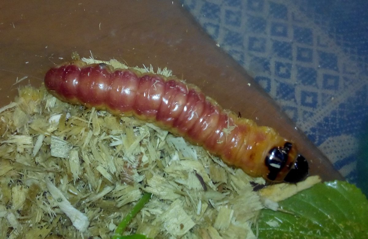 Жуки на листве