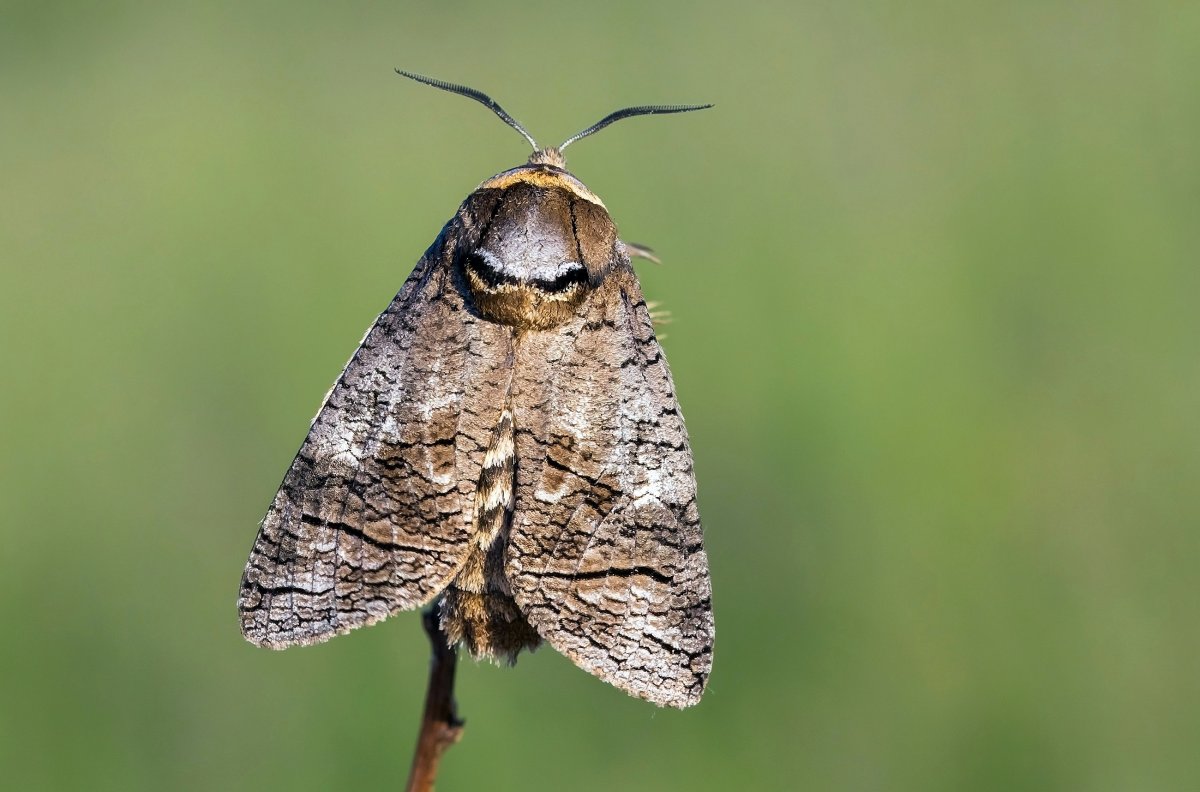 Жук усач древоточец
